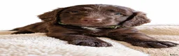 Mixed Breed dogs for sale: Beautiful Sproodle Puppies ready In 1 week! - Advert 14