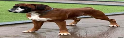 Boxer dogs for sale: Kc Reg Bobtail & tailed boxers  - Advert 7