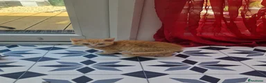 Mixed Breed Kitten 2