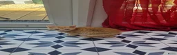 Mixed Breed cats for sale: 4 little kittens (1 ginger male+ 3 females) - Advert 8