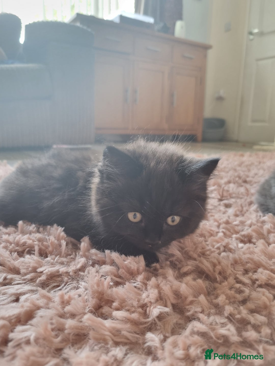British Shorthair cats for sale: BEAUTIFUL BRITISH LONGHAIR/SHORTHAIR KITTENS - Image 6