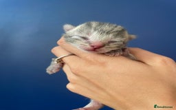 Mixed Breed cats for sale: Mixed breed ragdoll & tabby kittens - Image 4
