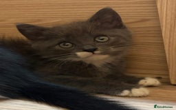 British Shorthair cats for sale: Gorgeous British Shorthair kittens! - Image 12