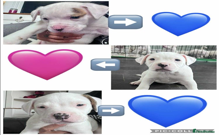 American Bulldog dogs - Advert 2