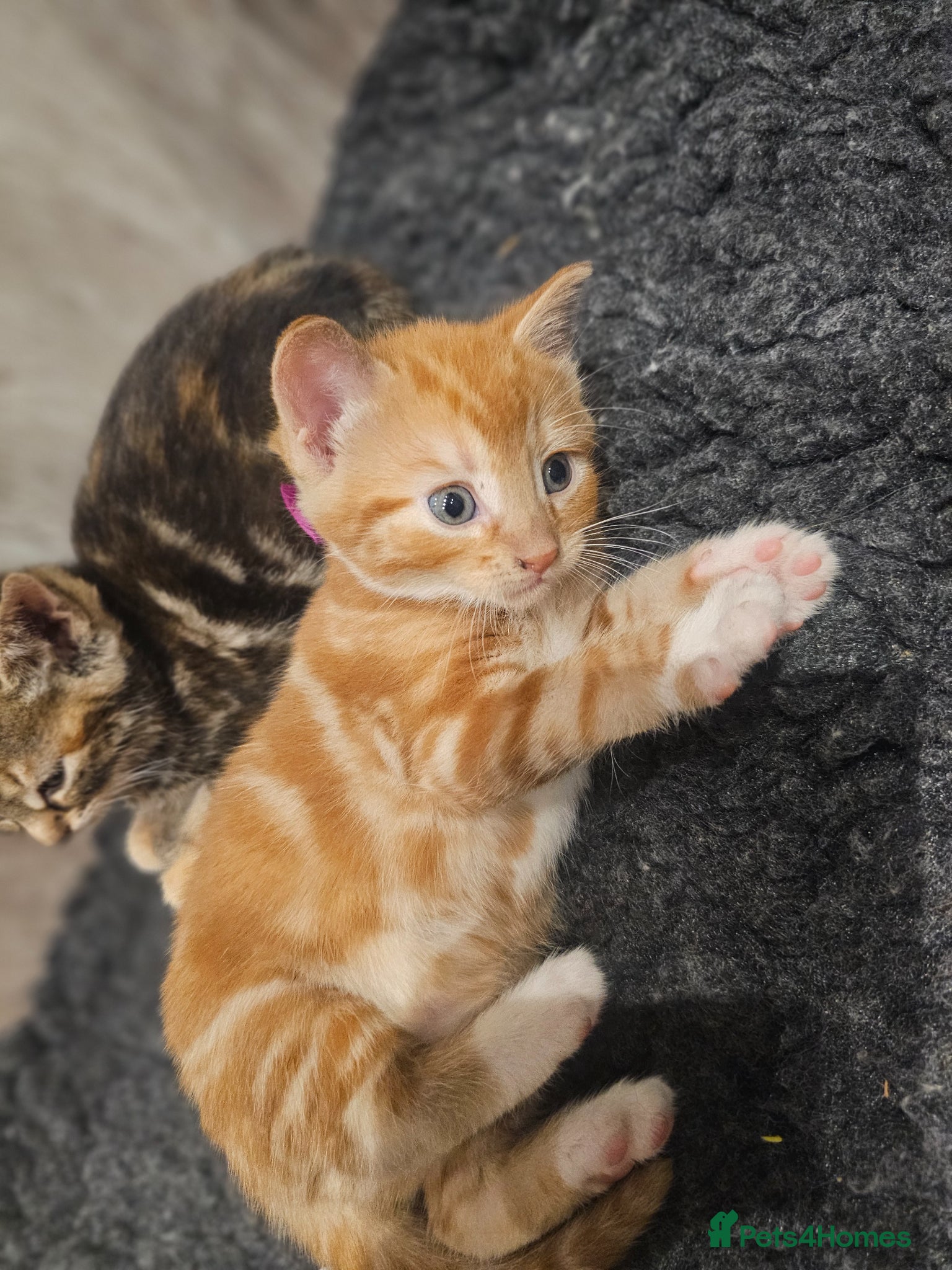 Mixed Breed cats for sale: Stunning Long Haired Kittens, rare colours🐾 💗 - Advert 4