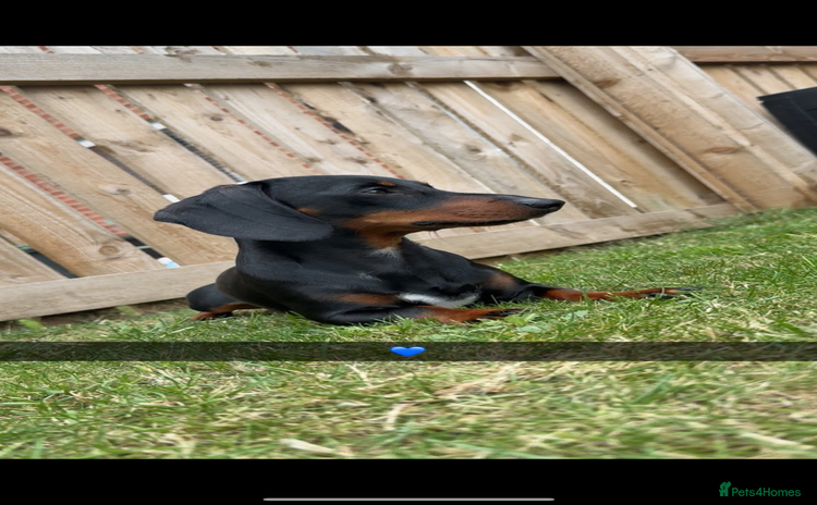Miniature Dachshund dogs - Advert 2