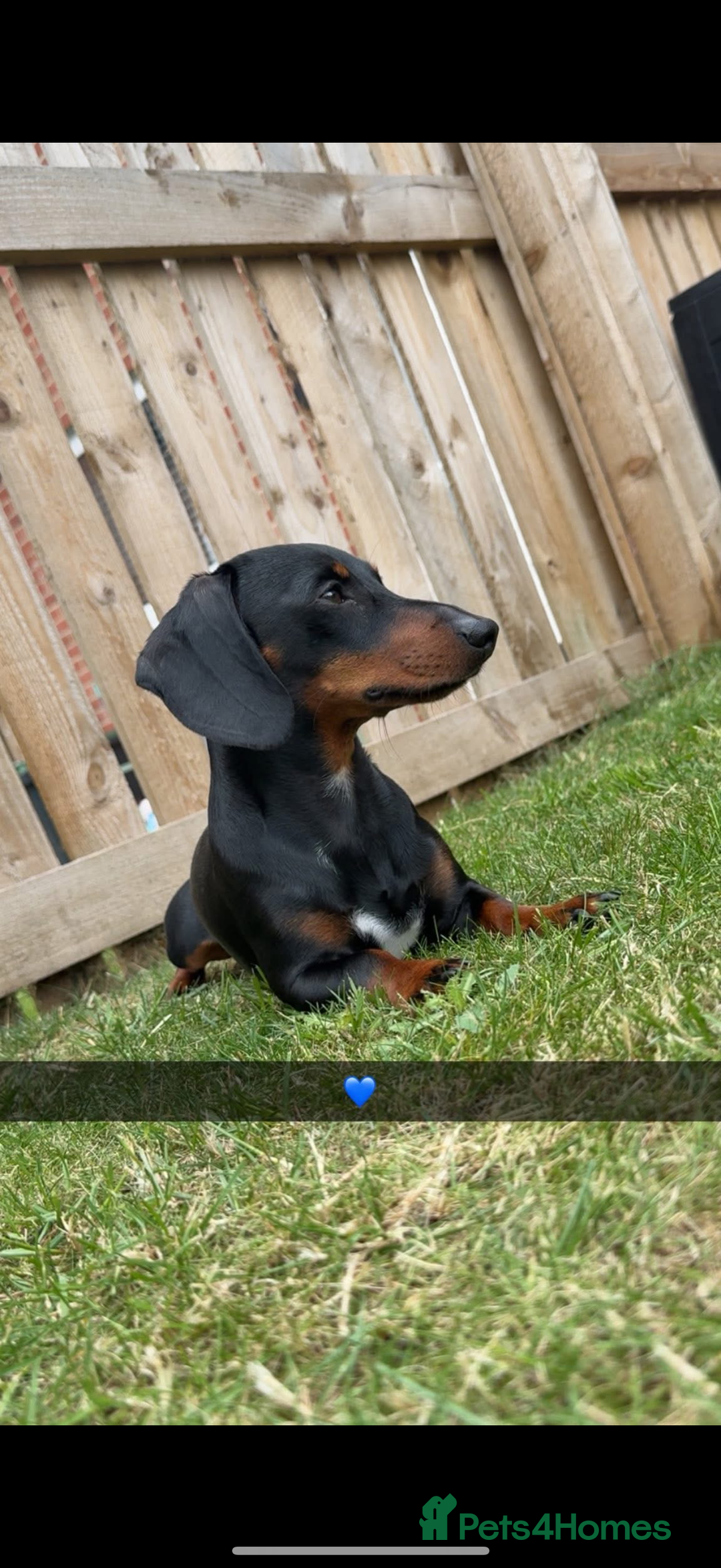 Miniature Dachshund dogs for stud: Miniature Dachshund available for stud  - Image 1