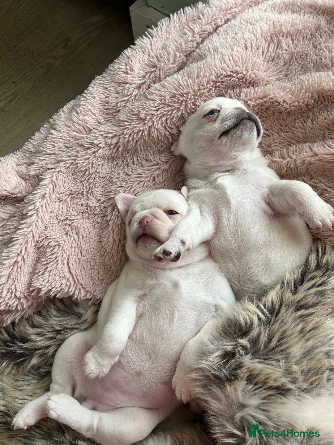 Pug dogs for sale: Beautiful chunky pug pups ready soon - Image 2