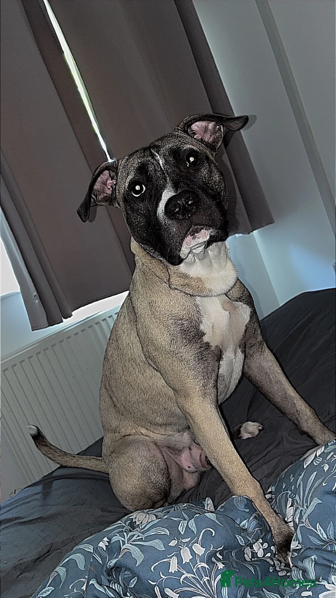 Mixed Breed dogs for sale: Looking for a home  in Hereford - Advert 2