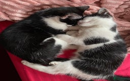 Mixed Breed cats for sale: Beautiful kitten  - Image 26