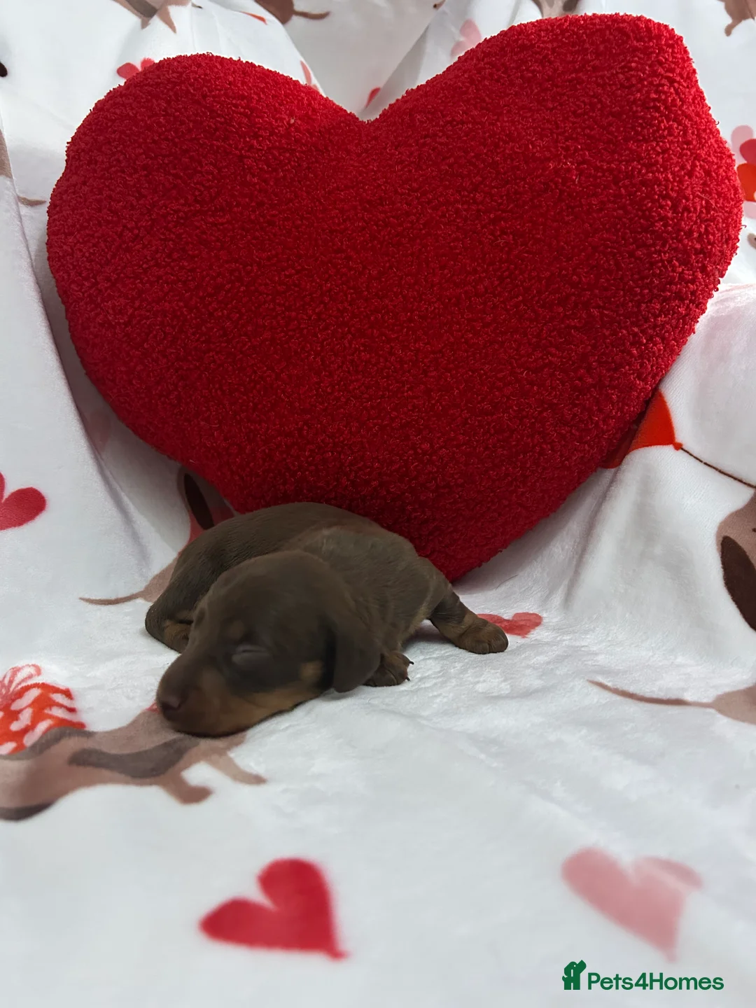 Miniature Dachshund dogs for sale: KC Reg Miniature Smooth Dachshund  - Advert 10