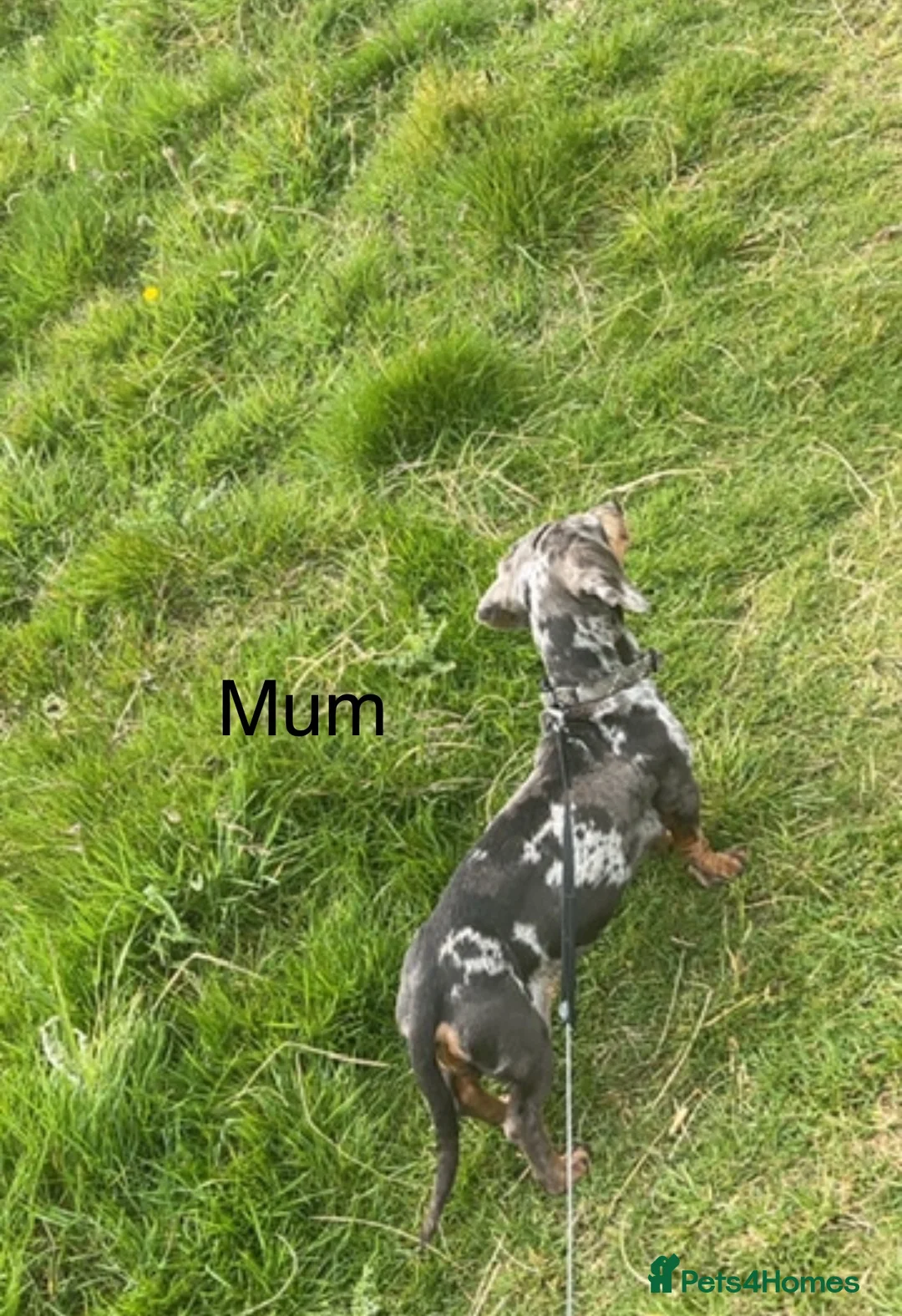 Miniature Dachshund dogs for sale: Beautiful KC Registered miniature dachshunds 🐾  - Advert 2