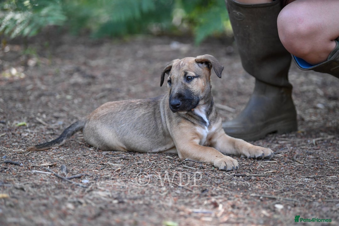 Mixed Breed dogs for sale: Wheatenbull Puppies English Bullterrier x Wheaten  in Egham - Image 4