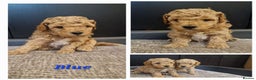 Cavapoo dogs for sale: F1B Toy Cavapoo Puppies - Advert 5