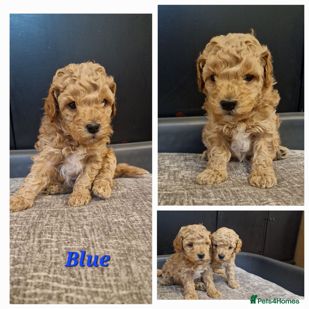Cavapoo dogs for sale: F1B Toy Cavapoo Puppies - Advert 5