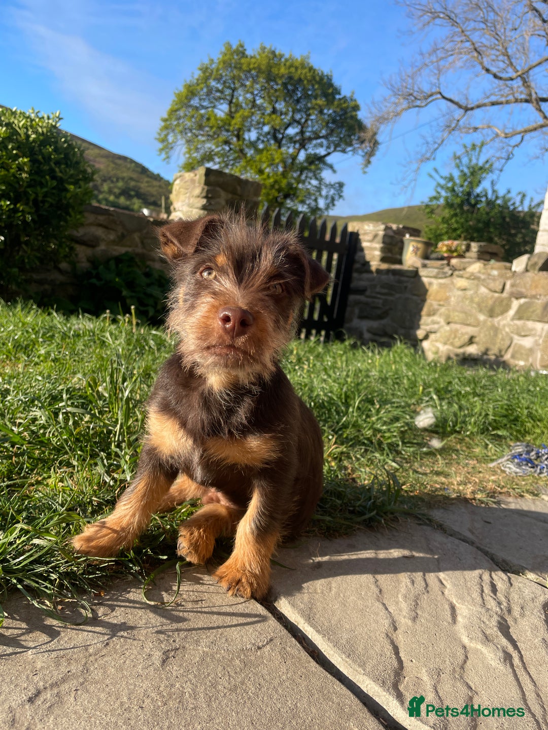 Jack Russell dogs for stud: Rough coated chocolate and tan Jack Russell  - Advert 3