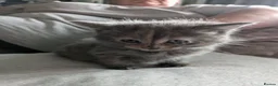 Mixed Breed cats for sale: Beautiful Kittens in Brierley Hill - Advert 16