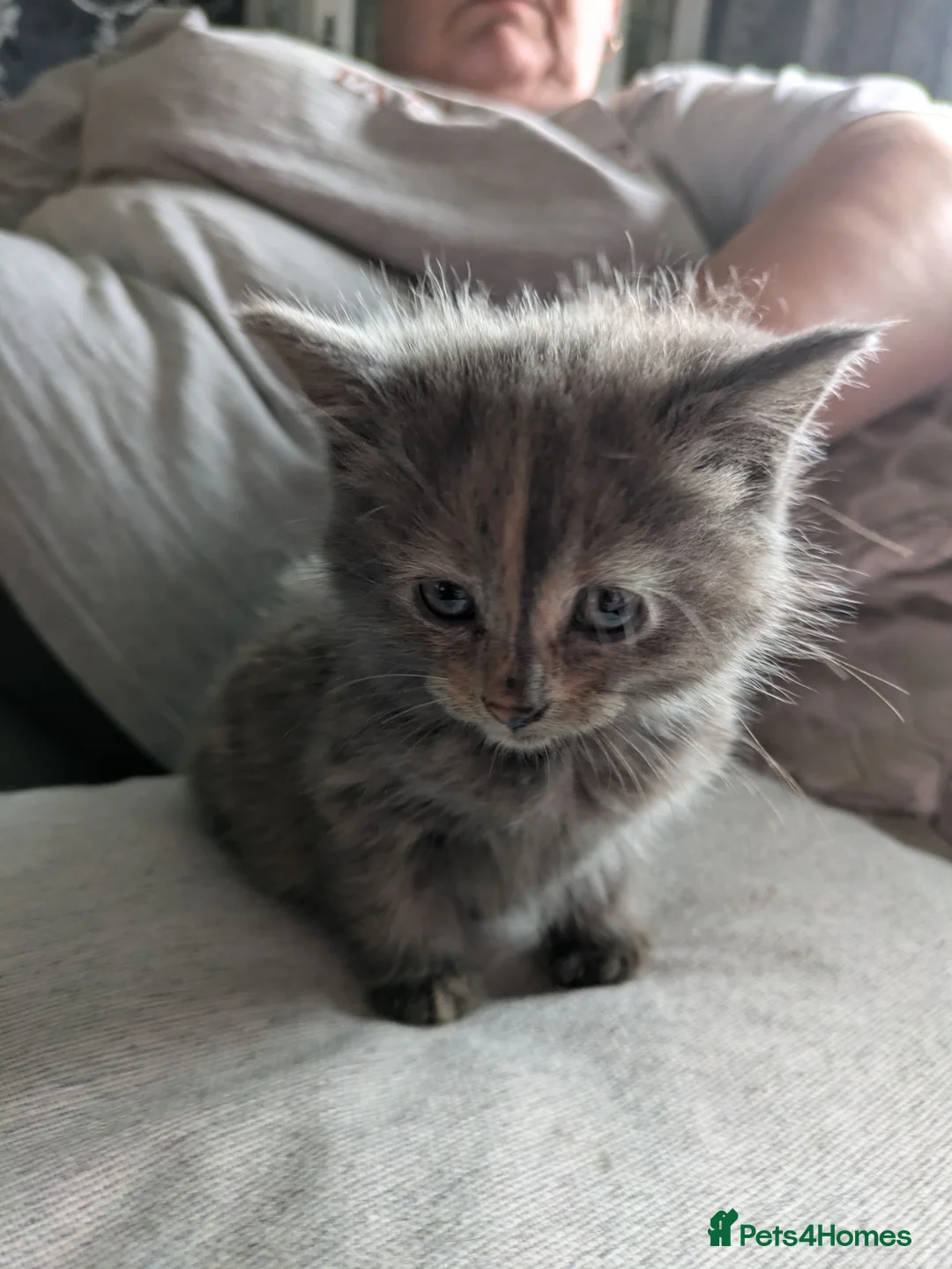 Mixed Breed cats for sale: Beautiful Kittens in Brierley Hill - Advert 16