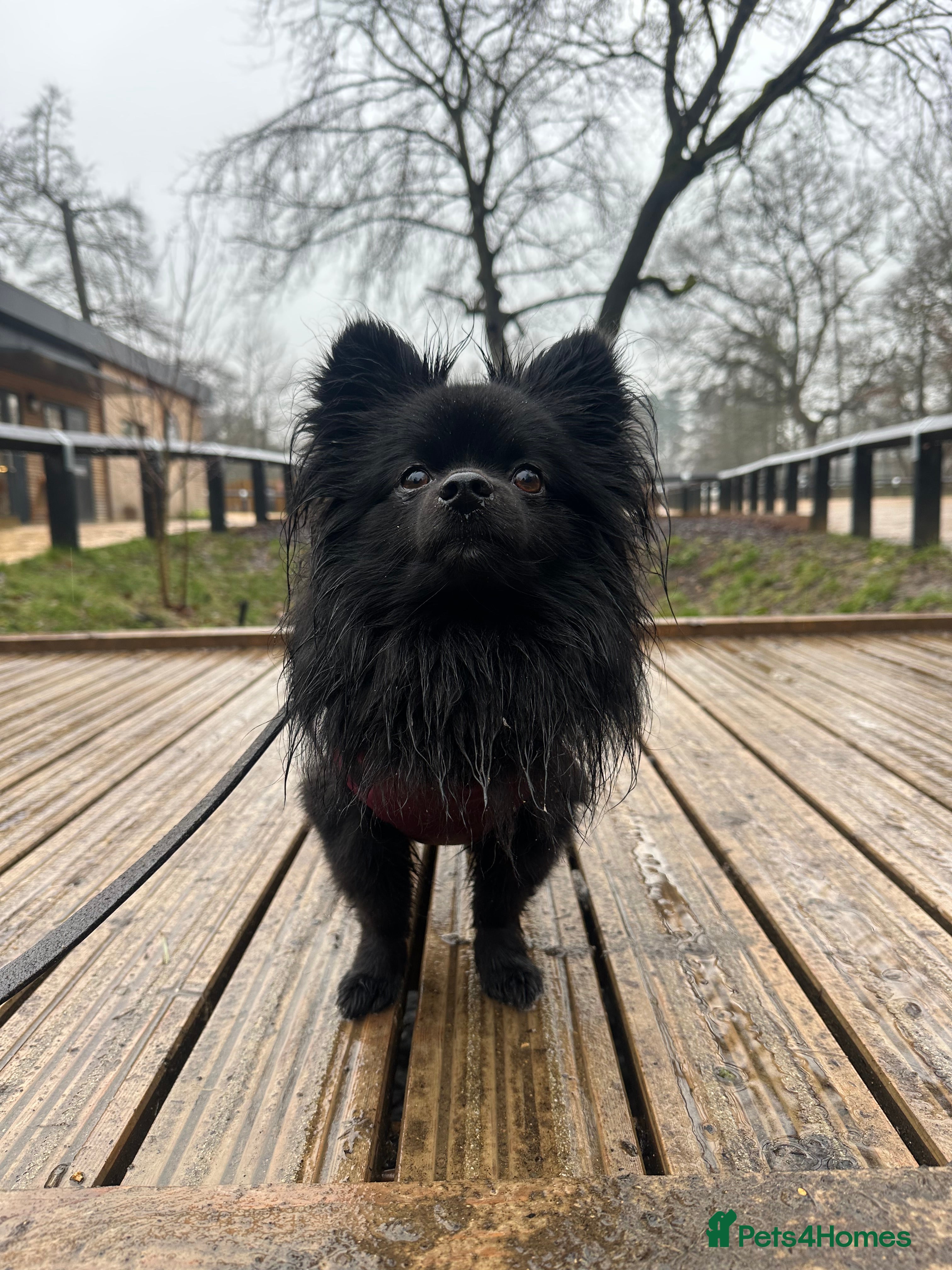 Pomeranian dogs STUD Pomeranian x Papillon - Advert 6