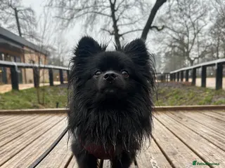 Pomeranian dogs STUD Pomeranian x Papillon - Advert 6