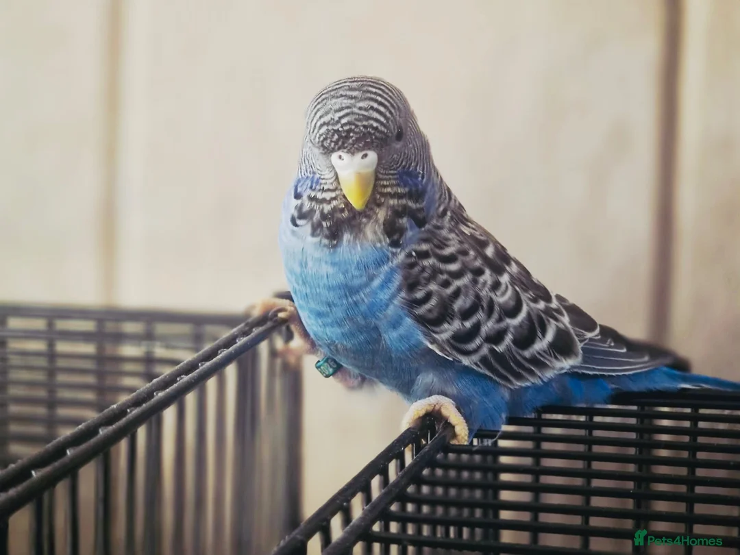 Budgerigars birds for sale: Rare Blackface Split Hago Budgies Available - Advert 1
