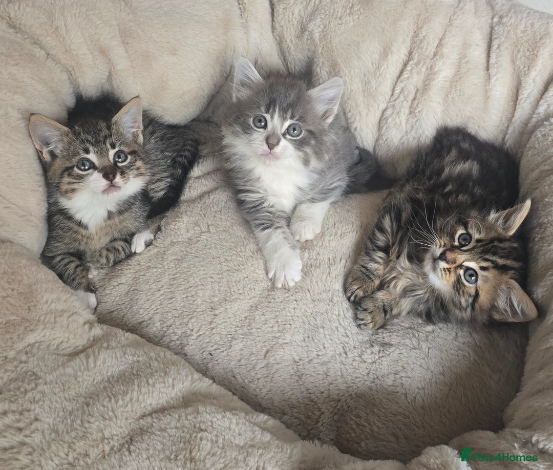 Maine Coon cats for sale: Adorable kittens mixed Maine Coon  - Image 2