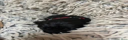 Flat coated Retriever dogs for sale: Flat coat retriever puppies for sale - Advert 13