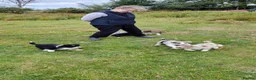 Border Collie dogs for sale: Border Collie Pups  - Advert 13