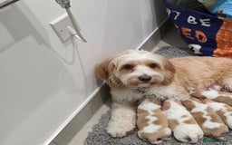 Cavachon dogs for sale: Cavachon puppies  - Advert 3