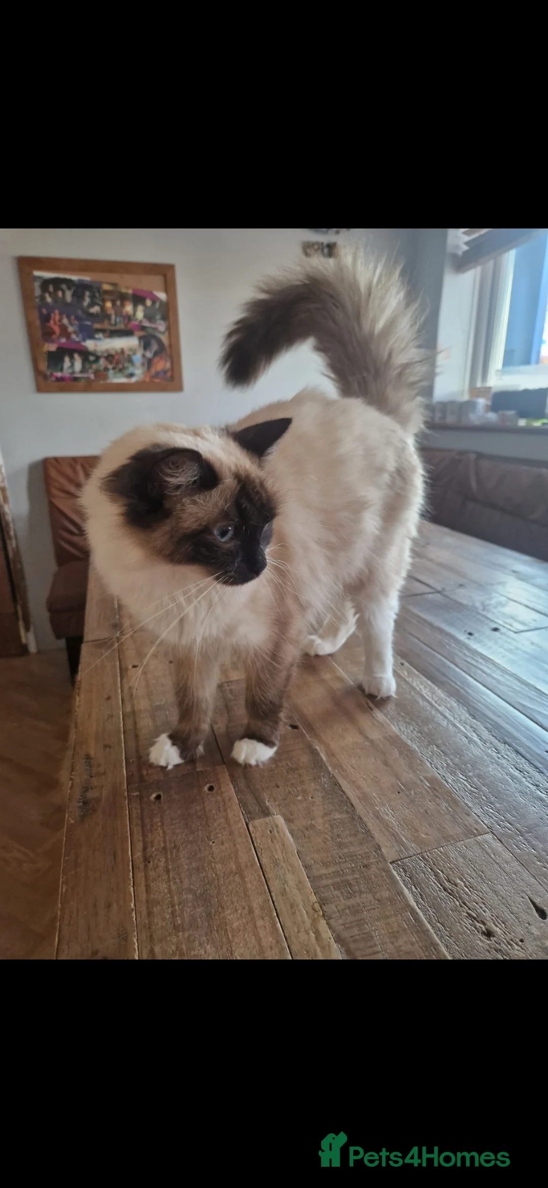 Ragdoll cats for sale: GCCF ACTIVE Female chocolate point Ragdoll - Advert 1