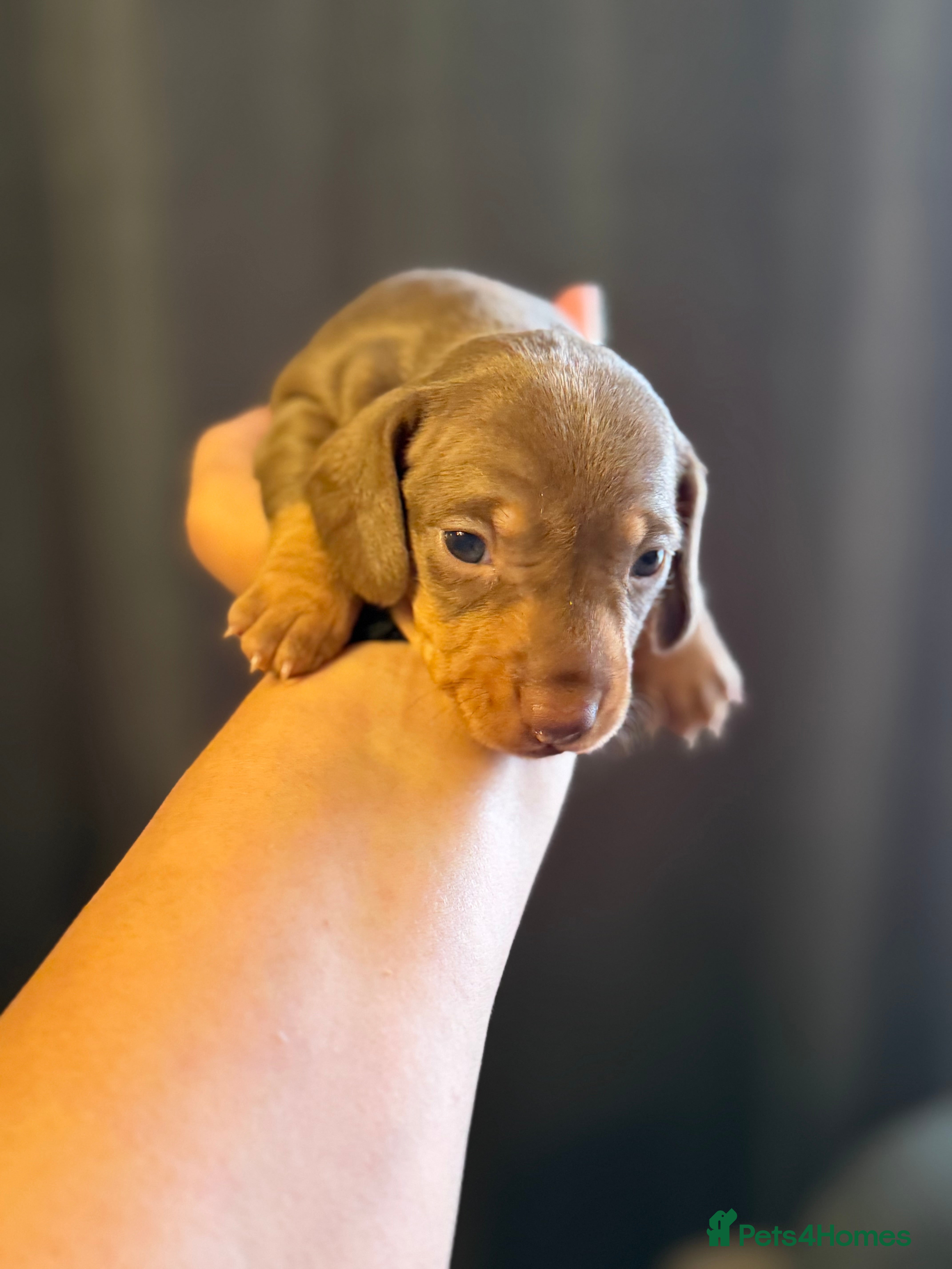 Miniature Dachshund dogs Miniature dachshunds  - Advert 2