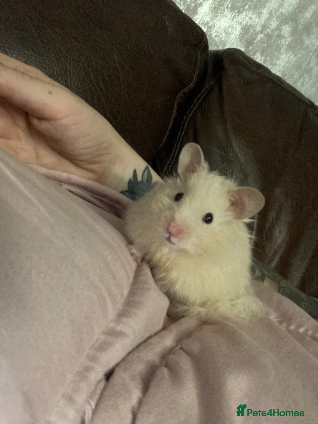 Hamster rodents for sale: Male Hamster & Large Cage - Advert 1