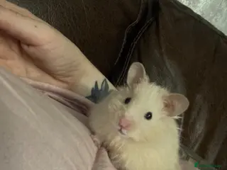 Hamster rodents Male Hamster & Large Cage - Advert 1