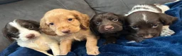 Cocker Spaniel dogs for sale: Cocker Spaniel Puppies  - Advert 19