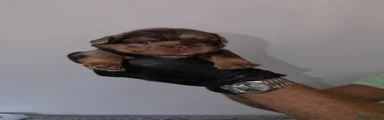 SplitFace