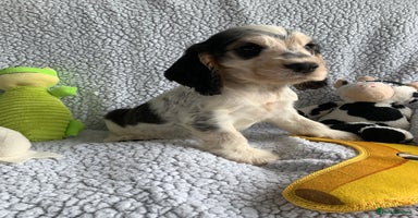 Cocker Spaniel dogs in Abergele - Advert 4