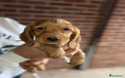 Cocker Spaniel dogs for sale: Full Cocker Spaniels Puppies  - Image 38