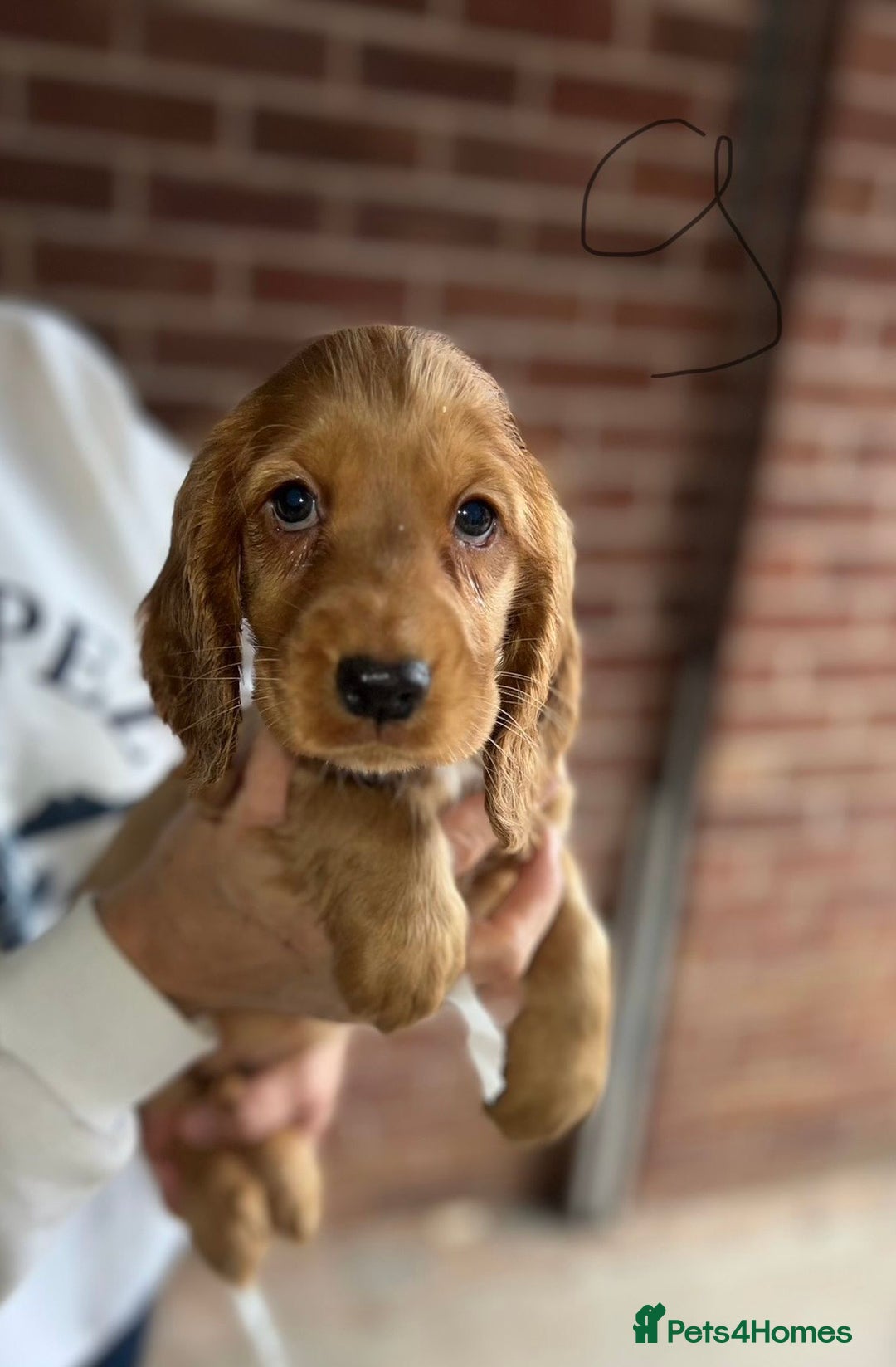 Cocker Spaniel dogs for sale: Full Cocker Spaniels Puppies  - Image 38