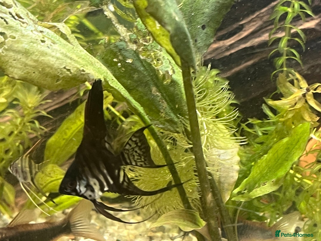 Angelfish fish for sale: Black long & shortfin ghost pinoys angelfish - Image 3