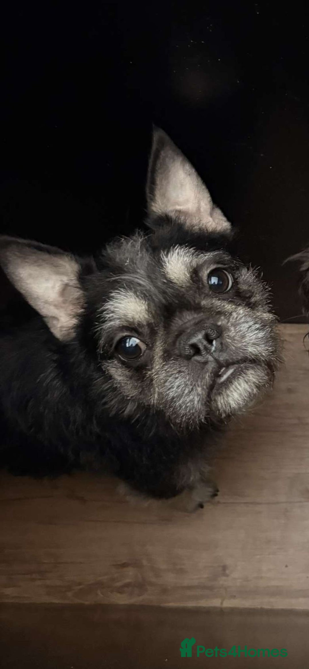 French Bulldog dogs for sale: Stunning French bulldog puppies  - Advert 5