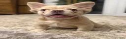 French Bulldog dogs for sale: VISUAL FLUFFY FRENCHIE CREAM HIGH DNA HEALTH TESTD - Advert 4