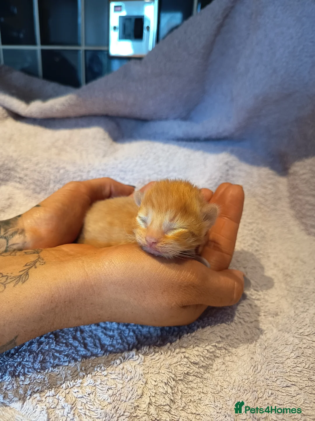 British Shorthair cats for sale: New born BLH/BSH in Willenhall - Advert 2