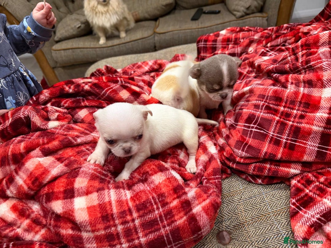 Chihuahua dogs for sale: KC registered chihuahua amazing green eyes  - Advert 10