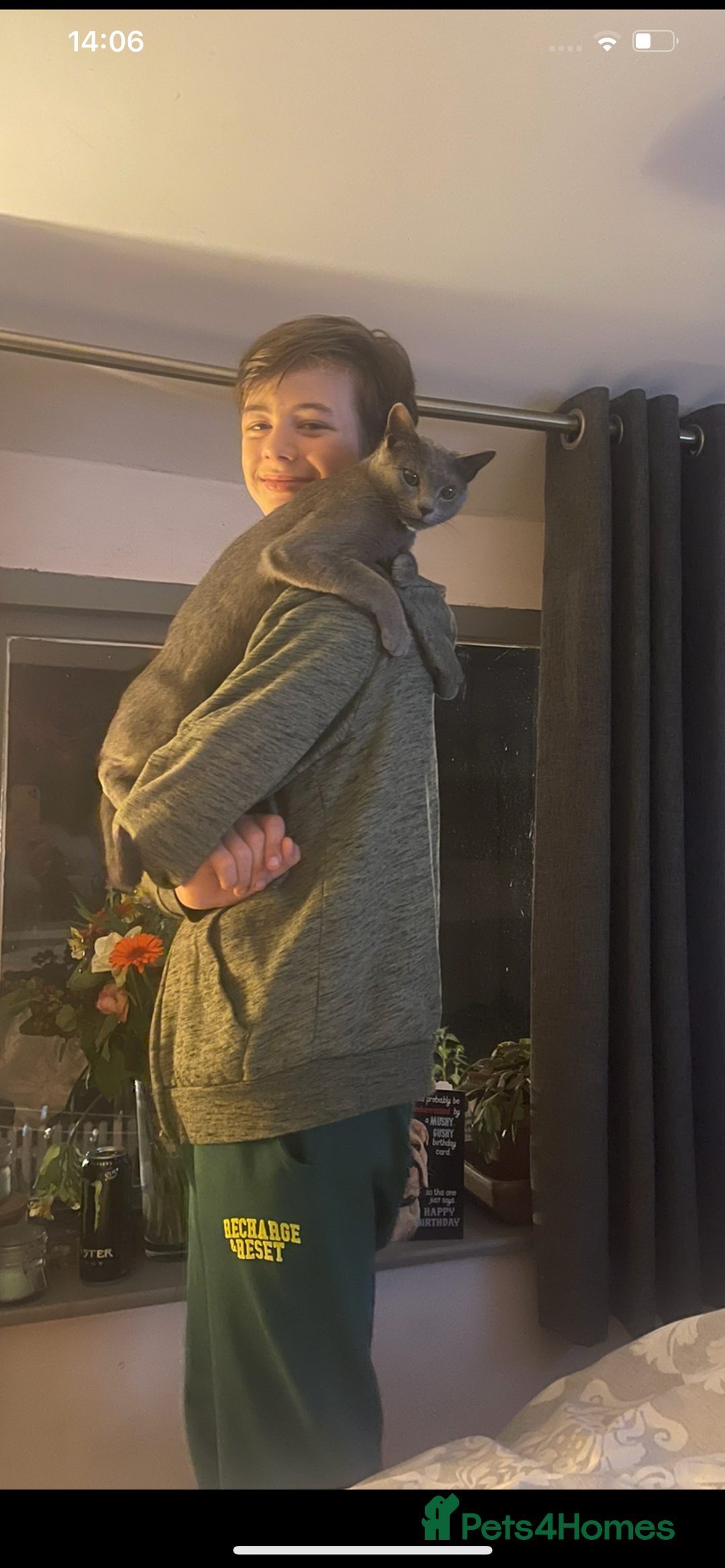 Russian Blue cats for sale: Pure Russian Blue Kittens  - Advert 11