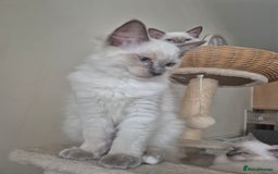 Ragdoll cats for sale: 4 energetic ragdoll fluffballs  - Image 6