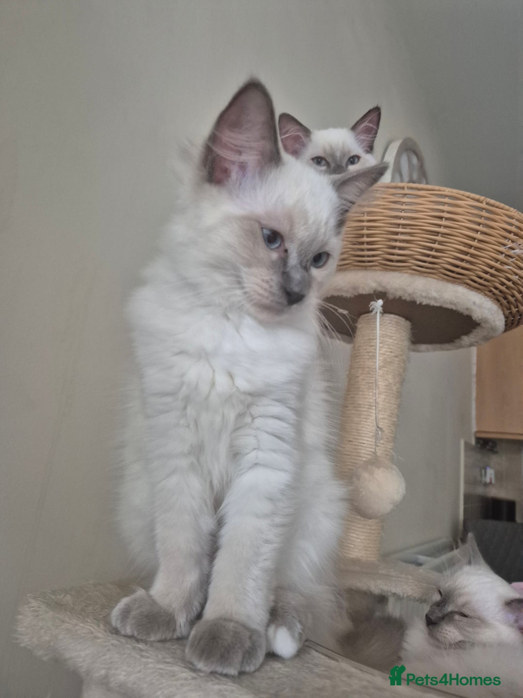 Ragdoll cats for sale: 4 energetic ragdoll fluffballs  - Image 6
