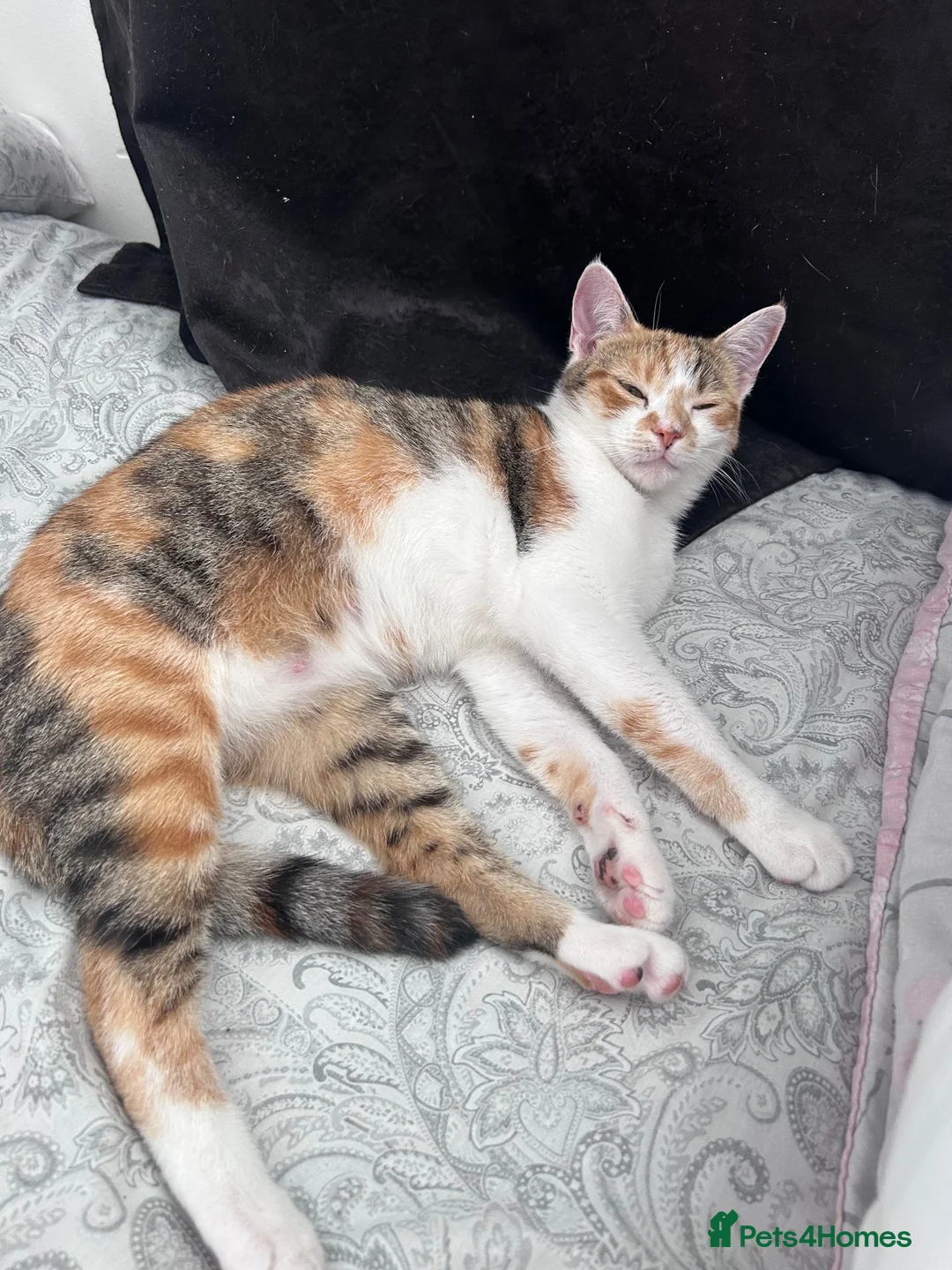 Mixed Breed cats for sale: Beautiful male kitten  - Advert 7