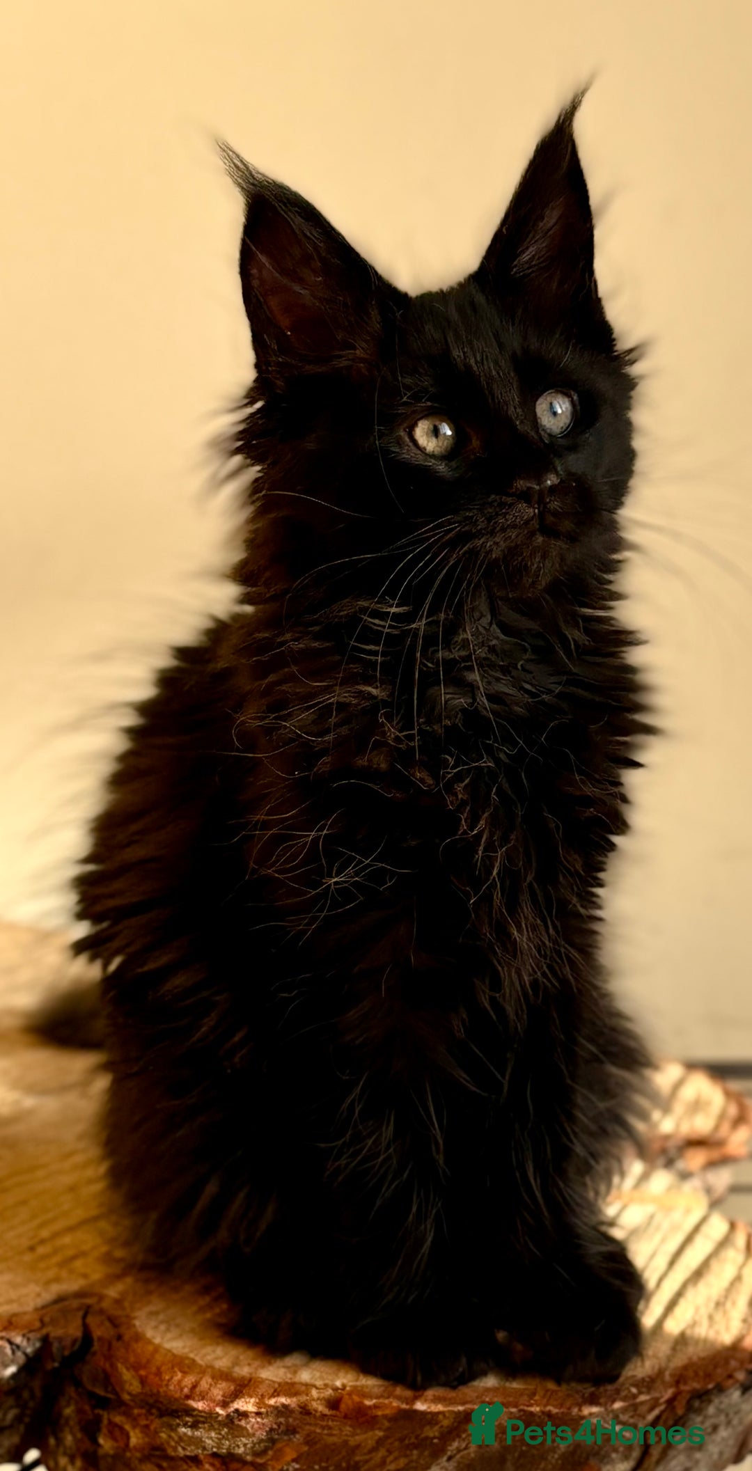 Maine Coon cats for sale: Beautiful Maine coon kittens - Advert 17