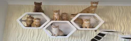 Scottish Fold cats for sale: Purebred kitten, best in UK - Advert 1