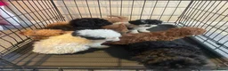 Shihpoo dogs for sale: beautiful shihpoo litter - Advert 9